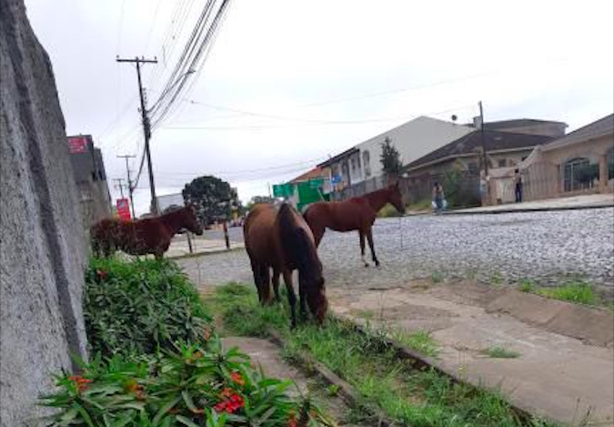 Cavalos à solta na Avenida Ana Rita