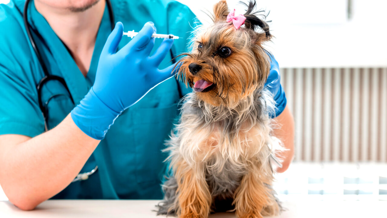 Vacinação de Cães e Gatos: Um Ato de Responsabilidade que Salva Vidas
