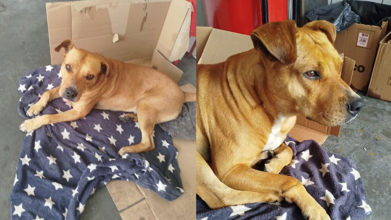 Cachorro comunitário é atropelado duas vezes e mobiliza campanha solidária em PG